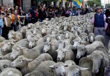 2.000 ovejas recorren las calles de Madrid por tradicional Fiesta
