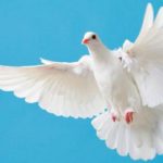 21 de septiembre: Día Internacional de la Paz