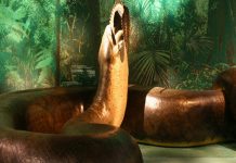 ¡Impresionante! Titanoboa, la serpiente prehistórica de 14 metros