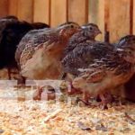 nicaragua, jalapa, zoocriadero, marena,