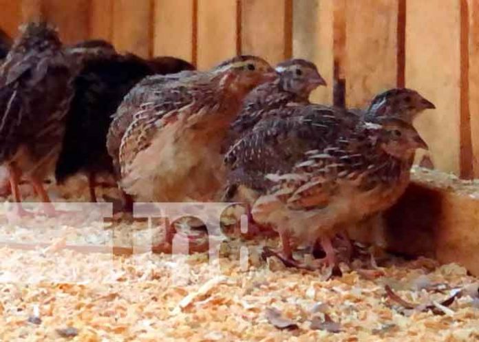 2 nicaragua, jalapa, zoocriadero, marena,