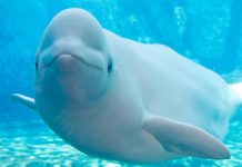 Una ballena beluga parece haber aprendido a expresarse como los delfines