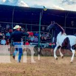 nicaragua, boaco, caballos, raza pura,
