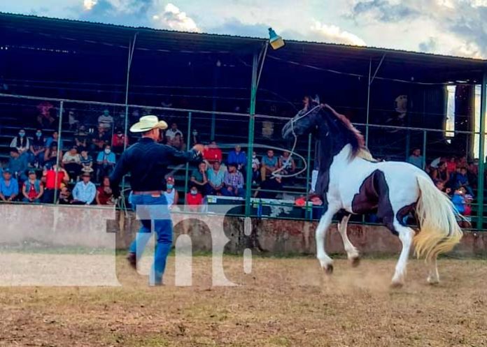 3 nicaragua, boaco, caballos, raza pura,