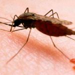 salud, oms, malaria, mosquitos transgénicos, estudio