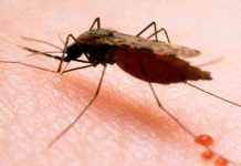 OMS: Los mosquitos transgénicos para luchar contra la malaria salud, oms, malaria, mosquitos transgénicos, estudio