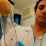 Liberan lote de mosquitos «autodestructivos» modificados genéticamente estados unidos, cayos de florida, ciencia, mosquitos,