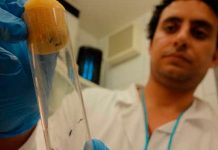 Liberan lote de mosquitos «autodestructivos» modificados genéticamente estados unidos, cayos de florida, ciencia, mosquitos,