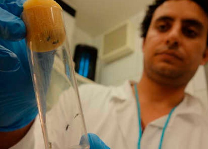 4 estados unidos, cayos de florida, ciencia, mosquitos,