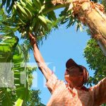 Campesinos de El Crucero, solo esperan las lluvias para comenzar a sembrar nicaragua, el crucero, siembra, campesinos, granos basicos,