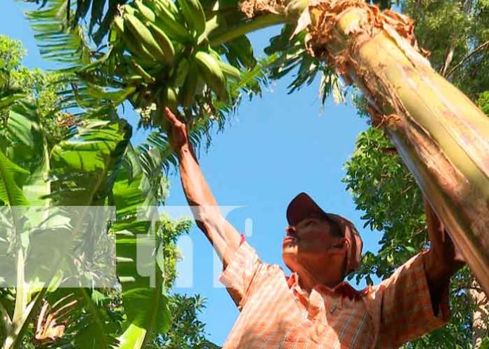 nicaragua, el crucero, siembra, campesinos, granos basicos,