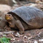 Hallan tortuga en Galápagos que se creía extinta hace más de cien años ciencia, galapagos, tortuga, descubrimiento, caracteristicas