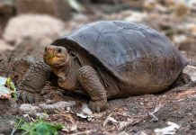 ciencia, galapagos, tortuga, descubrimiento, caracteristicas