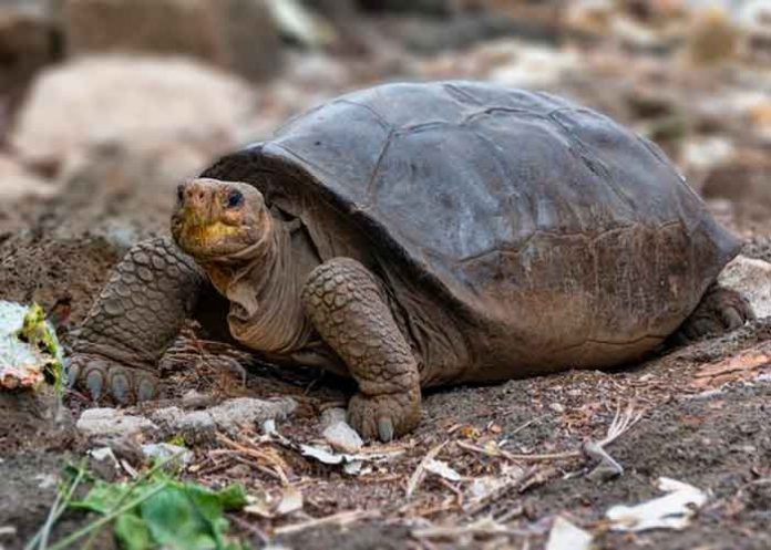 ciencia, galapagos, tortuga, descubrimiento, caracteristicas