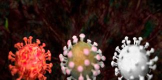 salud, ciencia, sarscov2, mapa genómico, estudio cientifico
