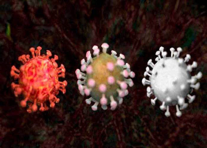 4.1 salud, ciencia, sarscov2, mapa genómico, estudio cientifico