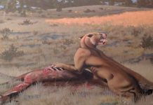 Descubren a felino con los dientes de sable más grandes de la Tierra ciencia, descubrimiento, felino, estados unidos, caracteristicas