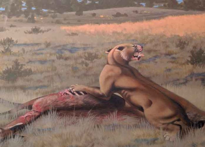 5 ciencia, descubrimiento, felino, estados unidos, caracteristicas