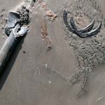 Descubren fósil de un cangrejo devorado por un calamar y este por un tiburón ciencia, descubrimiento, fosil. alemania, paleontologos