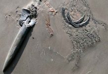 Descubren fósil de un cangrejo devorado por un calamar y este por un tiburón ciencia, descubrimiento, fosil. alemania, paleontologos