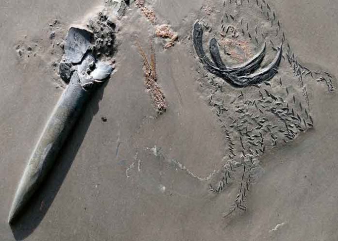 ciencia, descubrimiento, fosil. alemania, paleontologos