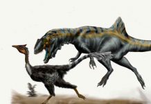 Dinosaurio hallado en España en los 90 sigue descubriendo el pasado ciencia, dinosaurio, españa, estudio, hallazgo