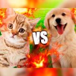 ¿Quiénes son más inteligentes, los perros o los gatos? Estudio lo demuestra