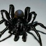 Identifican una nueva especie de araña parecida a una tarántula ciencia, araña, nueva especie, descubrimiento, caracteristicas