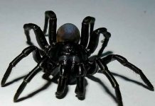 Identifican una nueva especie de araña parecida a una tarántula ciencia, araña, nueva especie, descubrimiento, caracteristicas