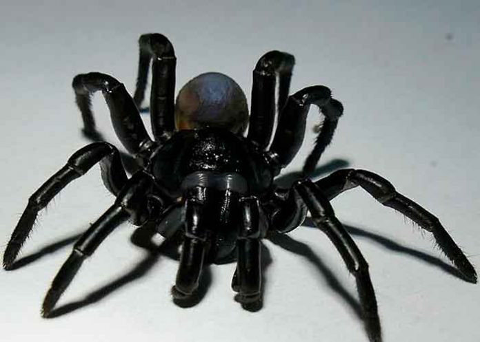 ciencia, araña, nueva especie, descubrimiento, caracteristicas