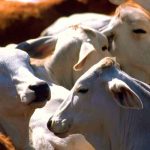 nicaragua, produccion, carnes de res, leche, exportaciones