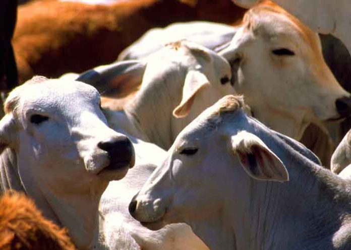 8 nicaragua, produccion, carnes de res, leche, exportaciones