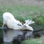 Harvard revela la clave para tener abdominales marcados