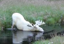 VIDEO: Un extraño alce blanco es avistado en Suecia