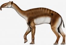 Animal que desconcertó a Darwin encuentra su sitio en el árbol de la vida