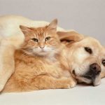 Taiwán prohíbe consumo de carne de perro y gato