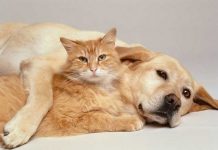 Así ven el mundo los animales