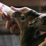 Nace antílope en zoológico de Florida, EEUU