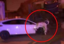 Viral: Es atropellado en vivo mientras reportero transmitía otro accidente argentina, video, redes sociales, reportero, transmision,