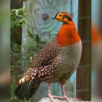 Fotografían por primera vez a ave en peligro de extinción en China