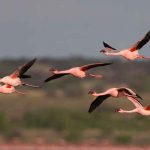 tendencia, dia mundial, cruz roja, luna roja, salud, humanidad,