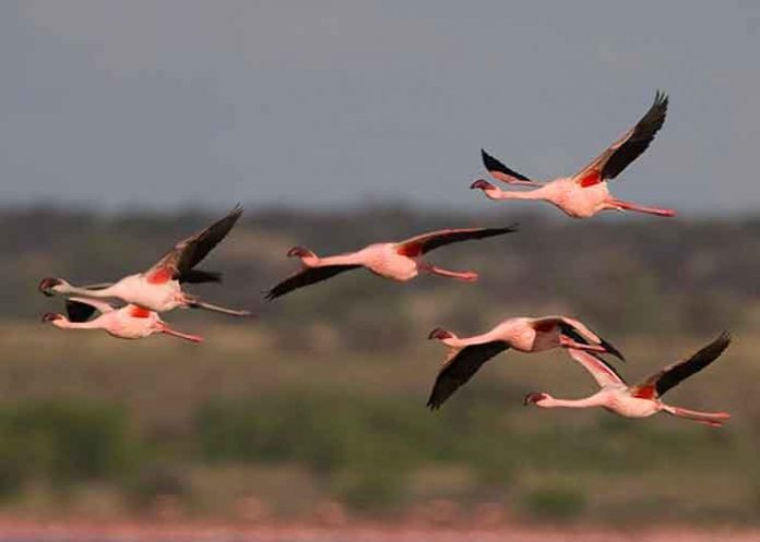 tendencia, dia mundial, cruz roja, luna roja, salud, humanidad,