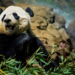 Bao Bao, la osa panda nacida en EEUU, viajará a China