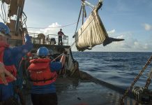 Ballena piloto rescatada en Florida fue devuelta al mar