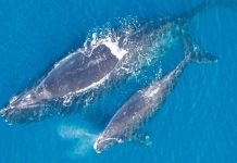 El Atlántico se tiñe de sangre: así masacran a ballenas en las islas Feroe, por tradición