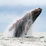 Mortalidad inusual de ballenas jorobadas en la costa atlántica de EEUU