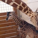 Bebé de jirafa April es fuerte e independiente