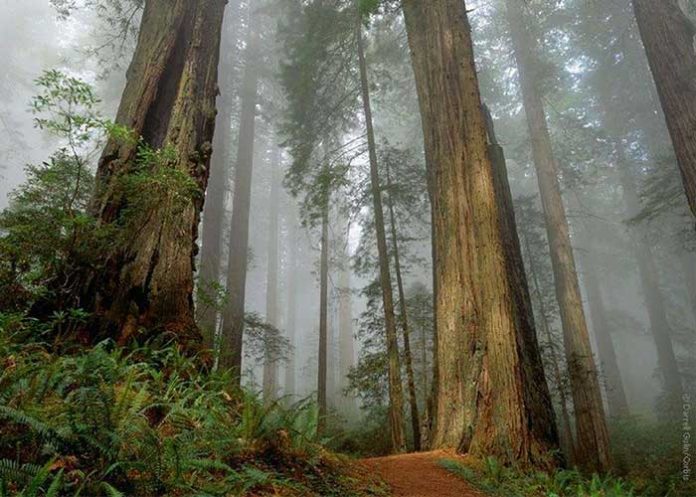 Bosque