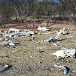 El Brasil más pobre ante su peor sequía en un siglo