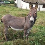 Alemania: Demandan al dueño de un burro que dañó lujoso carro deportivo
